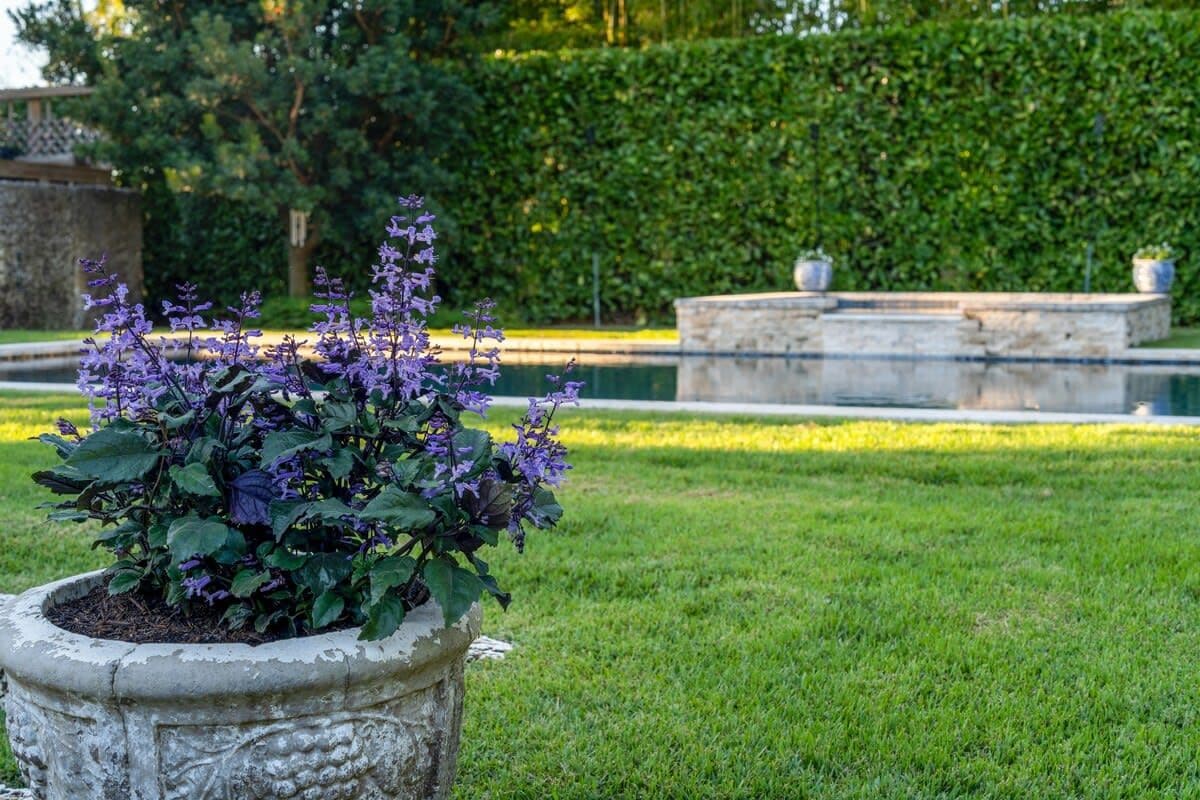 A garden with a stone planter containing purple flowers, a well-manicured lawn, and a hedge in the background.