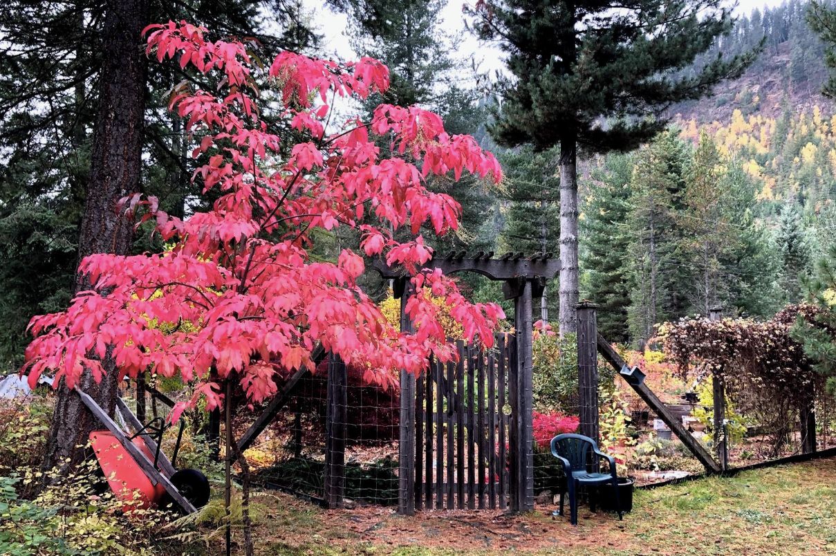 A fenced garden area with a tree displaying red foliage, a wooden structure, and a chair.