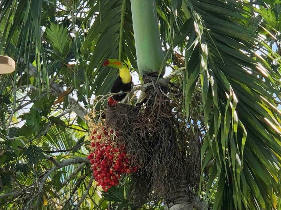 A bird perched on a branch with a nest and red fruits.