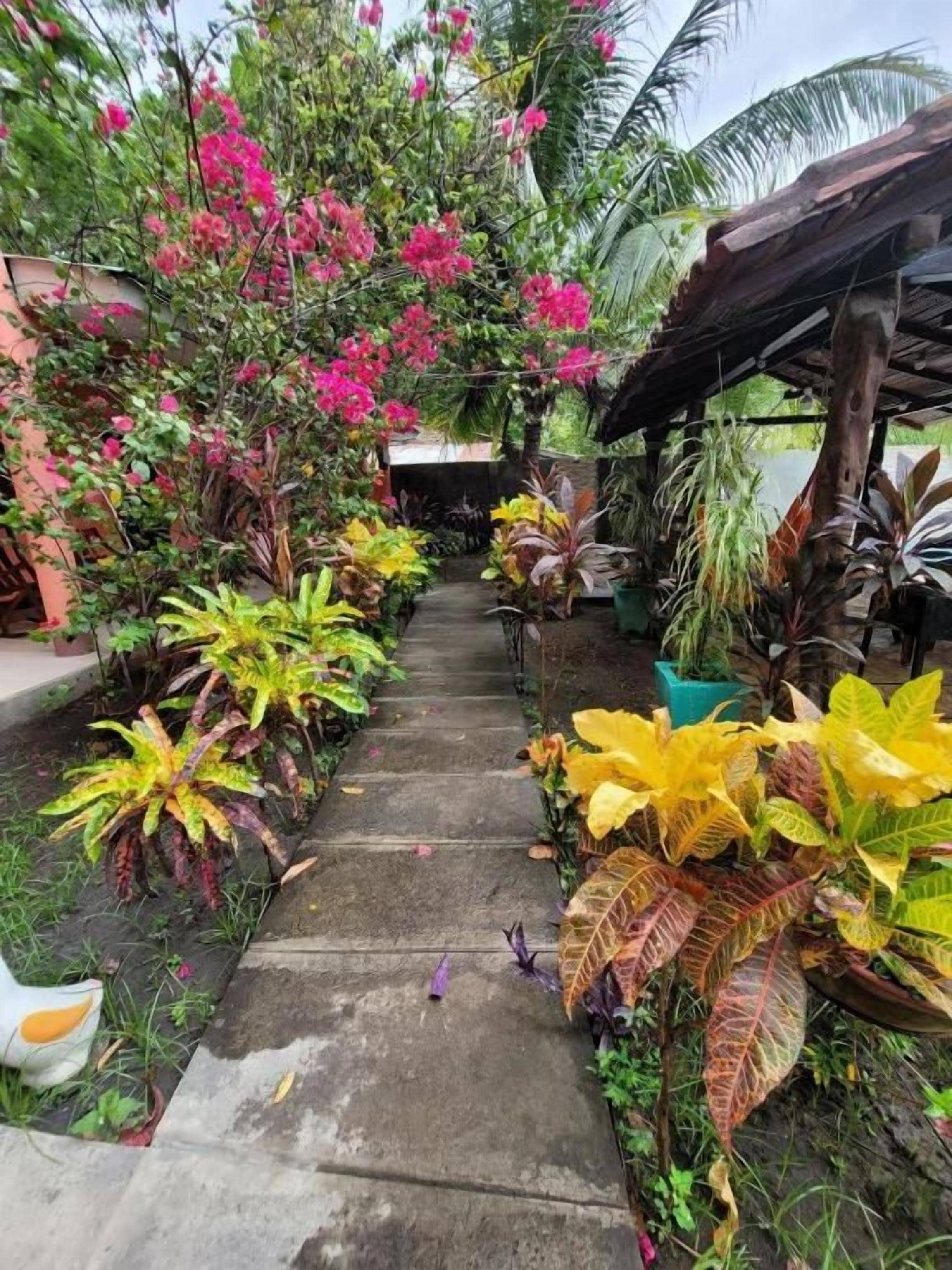 A pathway flanked by various potted plants and a structure with a roof.