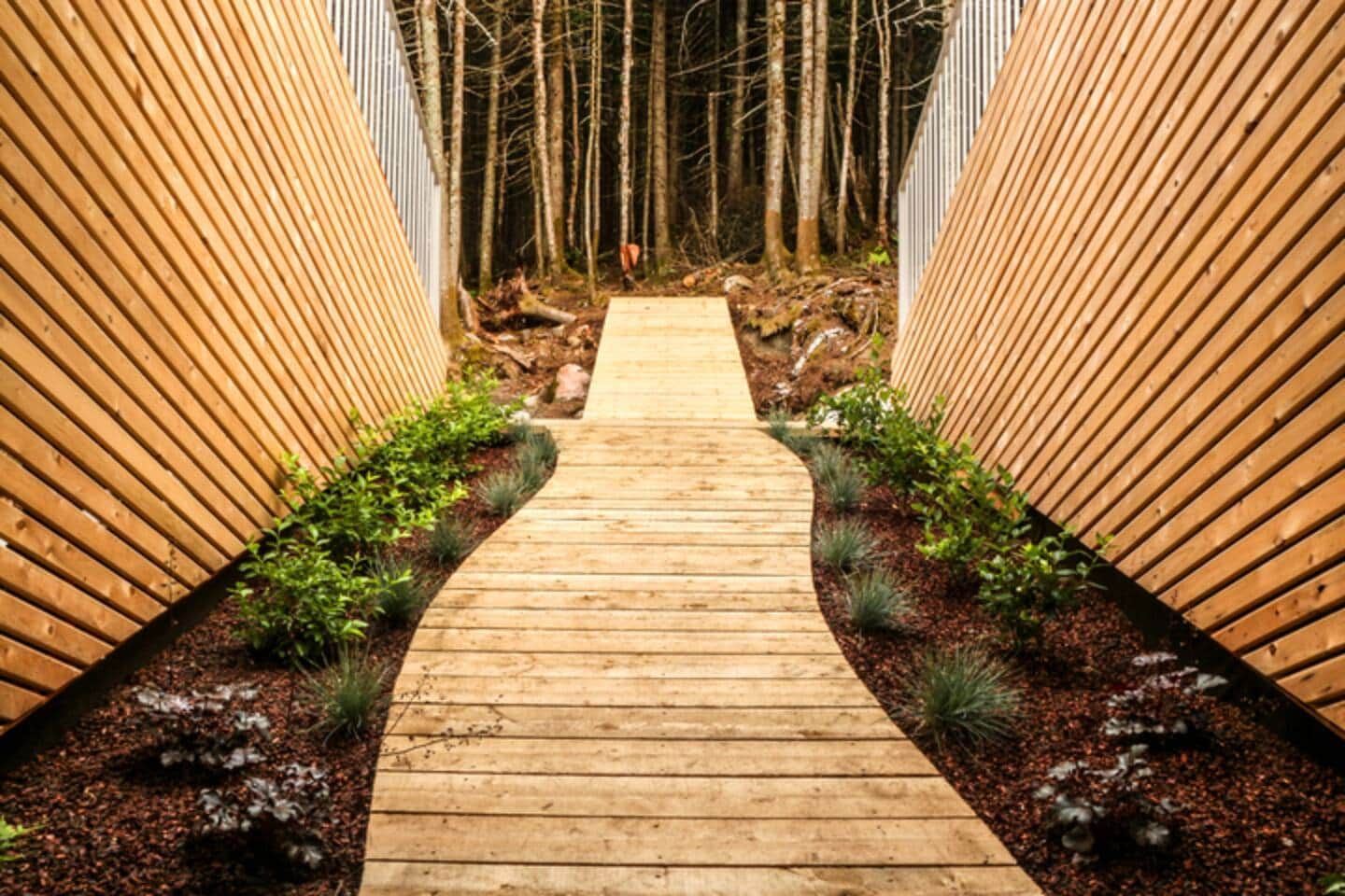 Un sendero de madera bordeado por paneles verticales de madera, que atraviesa una zona boscosa.