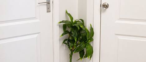 A white door with a gold handle, a potted plant, and a light switch on the wall.