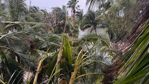 A dense tropical forest with various palm trees and a body of water in the background. - Hummingbird Palace at The Beach Club Condos (Quintana Roo)