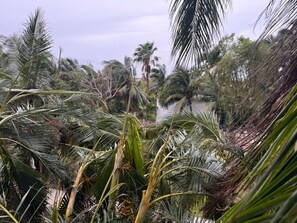 Une forêt tropicale dense, avec différentes espèces de palmiers, et une étendue d’eau en arrière-plan.