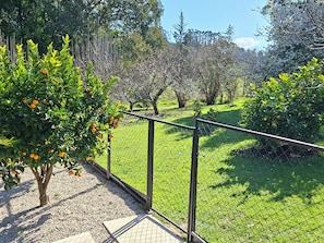 A garden with a metal fence, trees, and a grassy area.
