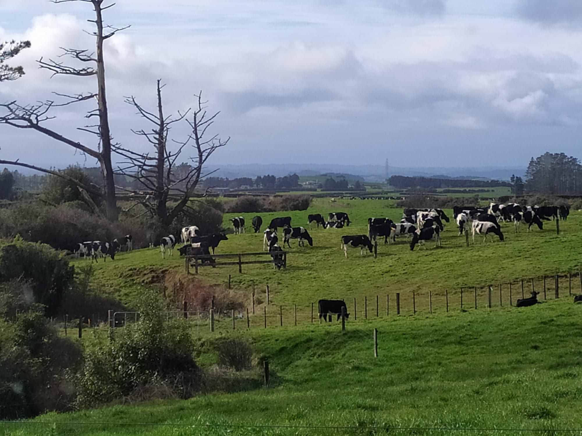 Un paysage rural avec un troupeau de vaches qui paissent dans un champ clôturé.