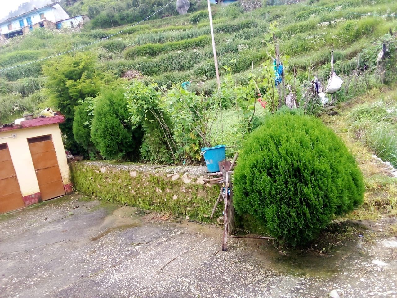 Paisaje rural con campos en terrazas, un cobertizo pequeño y un arbusto bien cuidado.