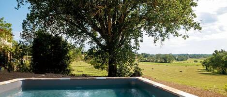 A swimming pool with clear blue water, surrounded by a landscaped garden and a large tree.