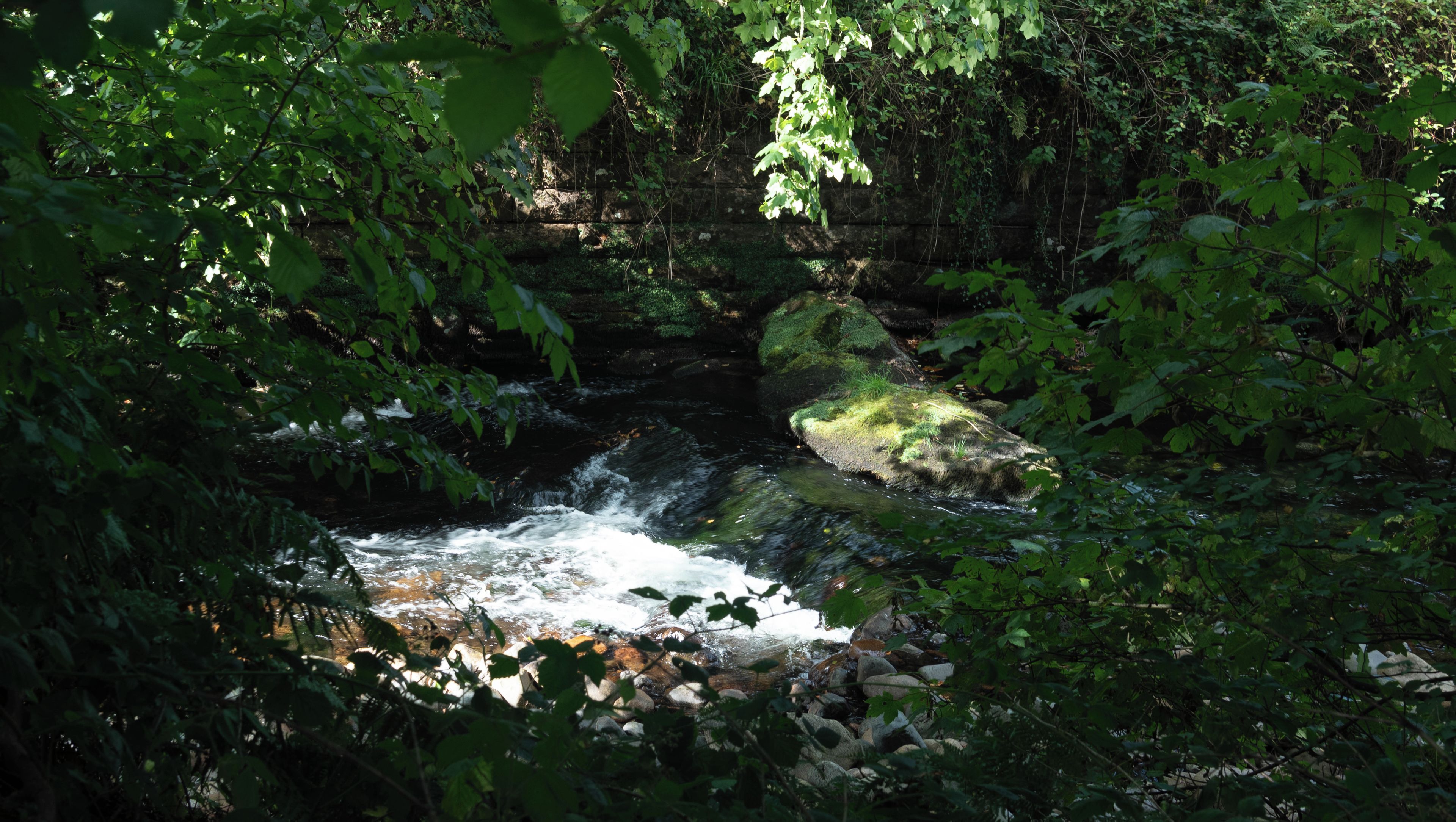 A natural stream flowing through a forested area with rocks and greenery.