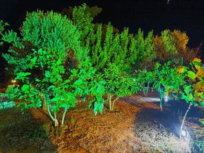 A garden with various trees and shrubs, illuminated by artificial lighting.