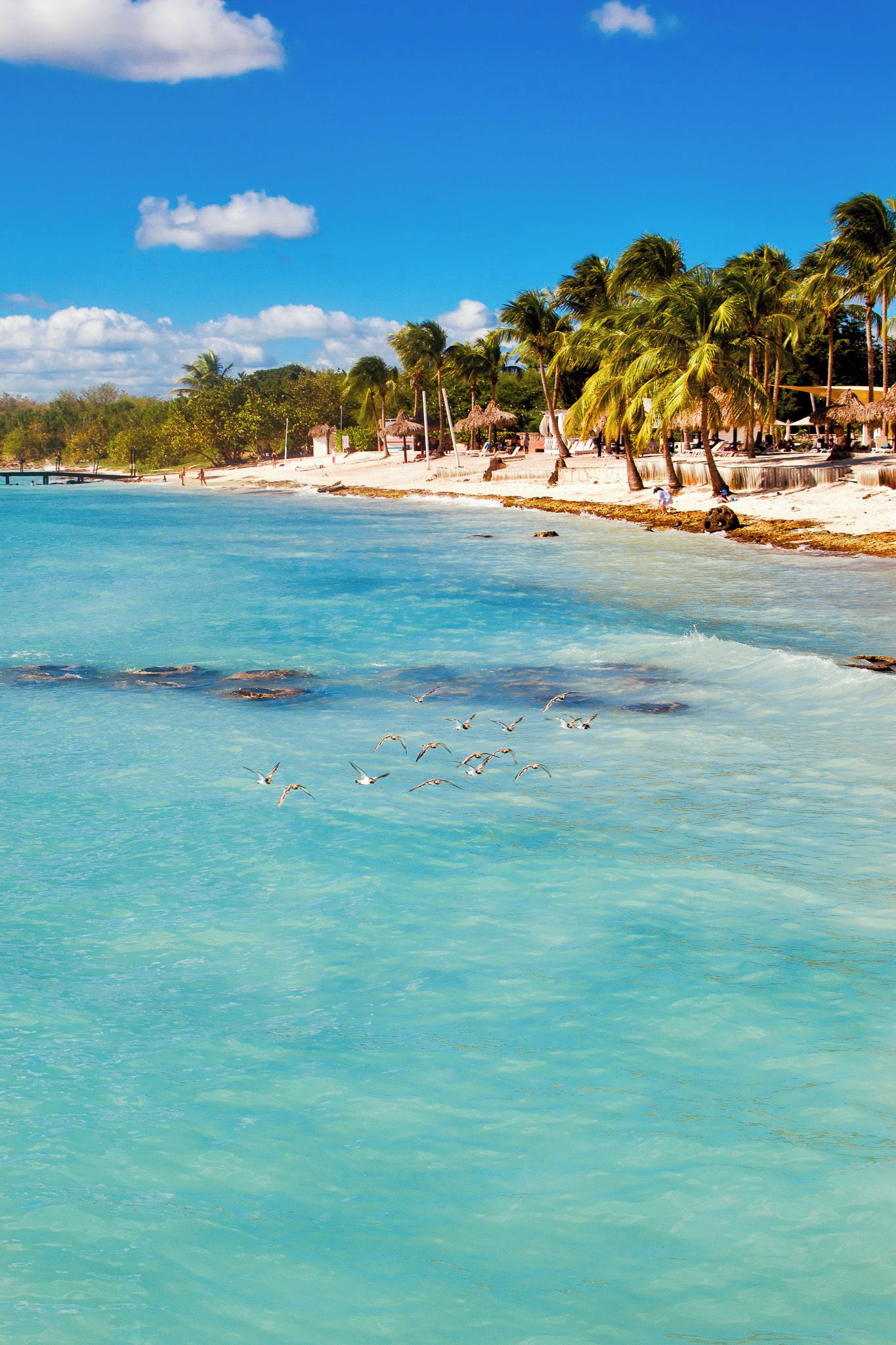 A beach with clear turquoise water, palm trees, and a sandy shore.