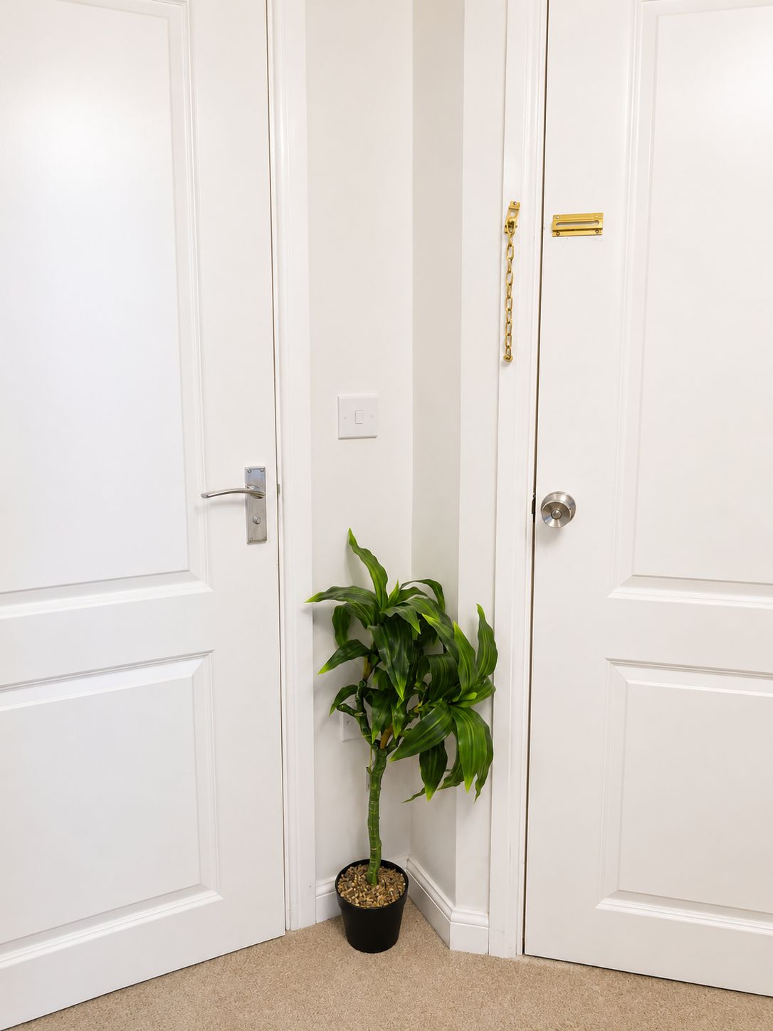 A white door with a gold handle, a potted plant, and a light switch on the wall.
