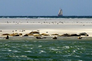 Een strand met rotsen en een zeilboot in de verte.