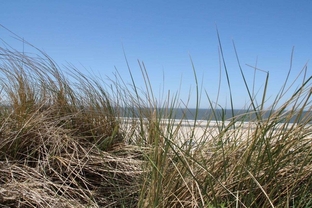 Une plage avec des dunes de sable et de l’herbe.