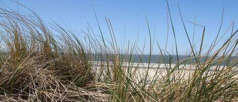 A beach with sand dunes and grasses.
