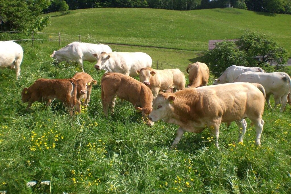 Un ramat de bestiar brament en un camp herbós amb una tanca al fons.