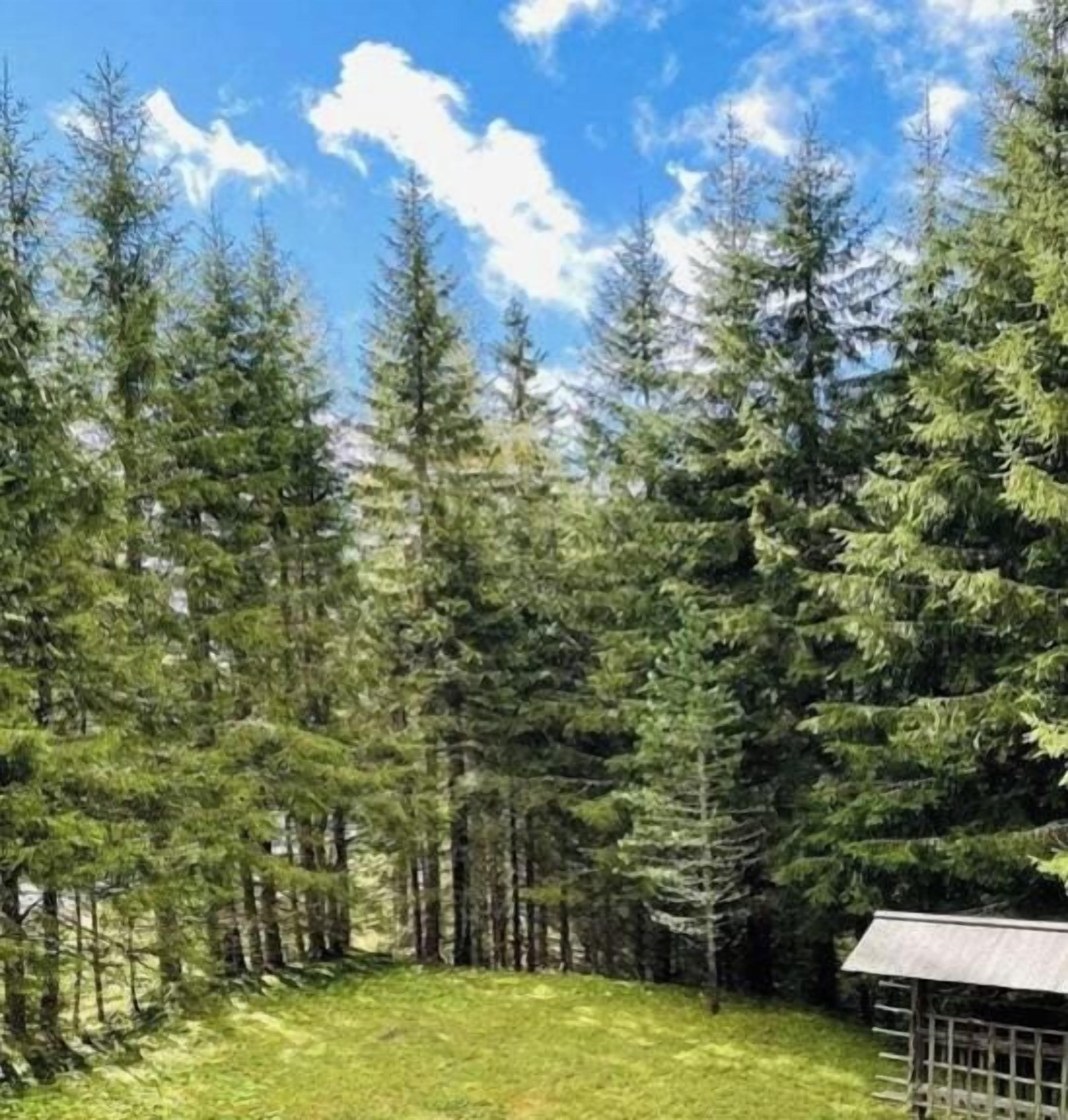 A forested area with a small structure, possibly a cabin or shed, surrounded by tall evergreen trees.