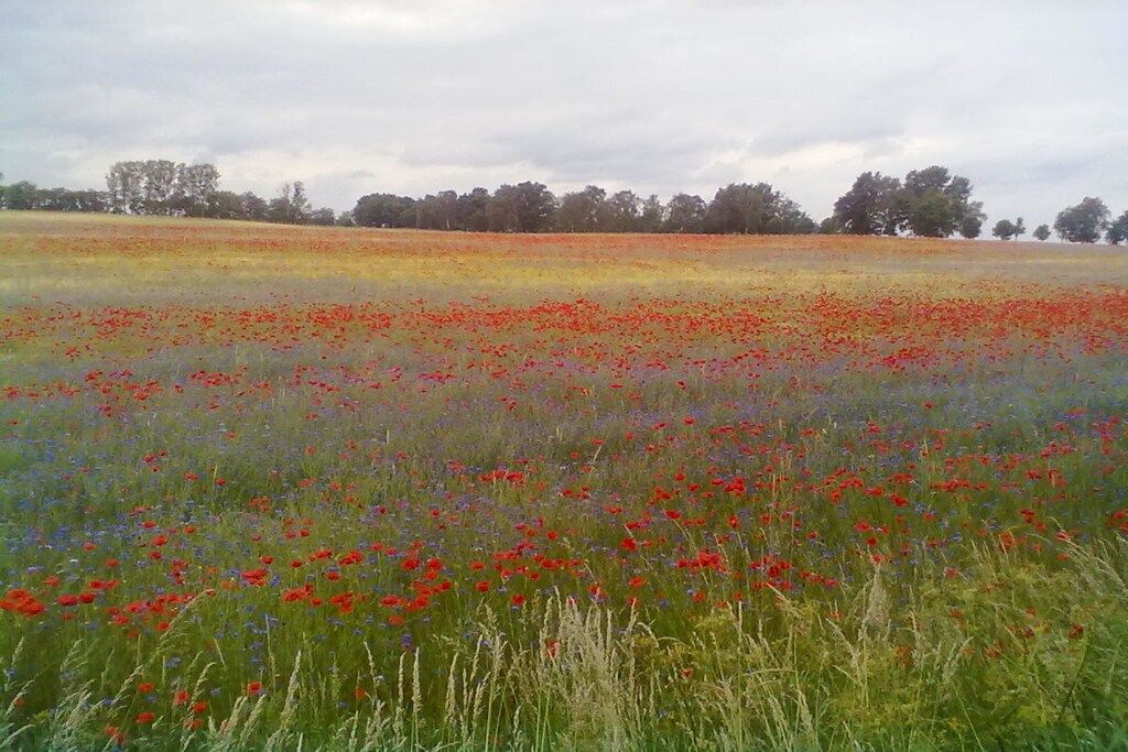 Un campo de amapolas rojas con una fila de árboles al fondo.