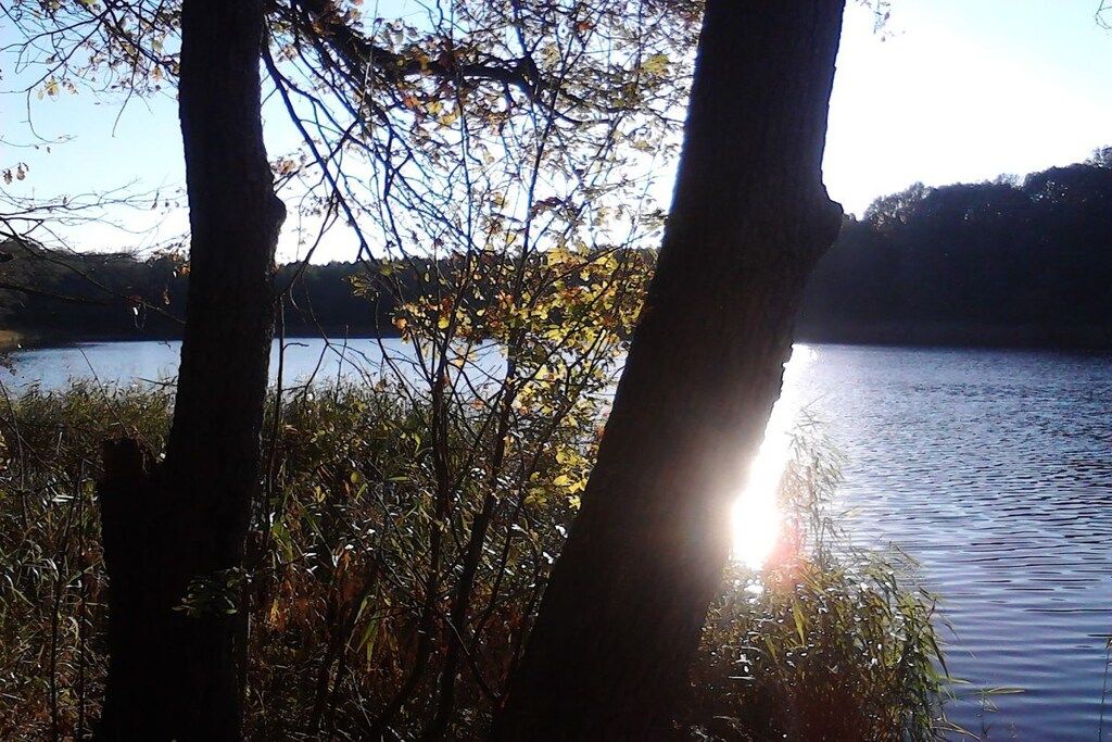 A natural landscape with trees and a body of water.