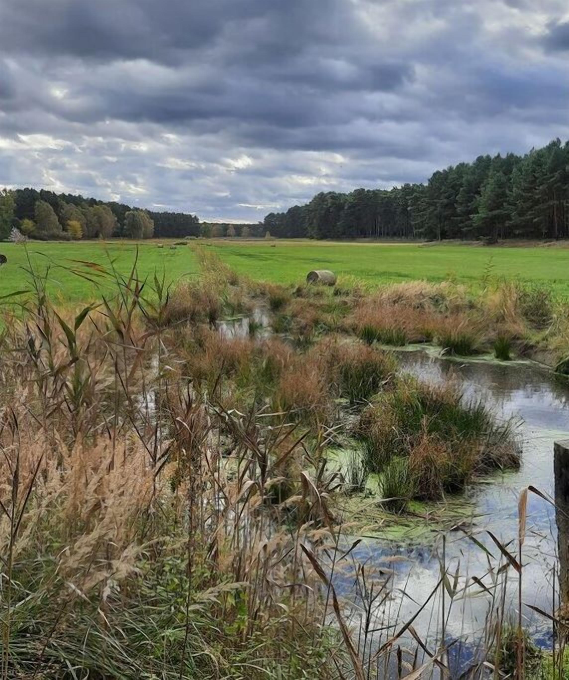 A natural landscape with a body of water, grassy fields, and a forest in the background.
