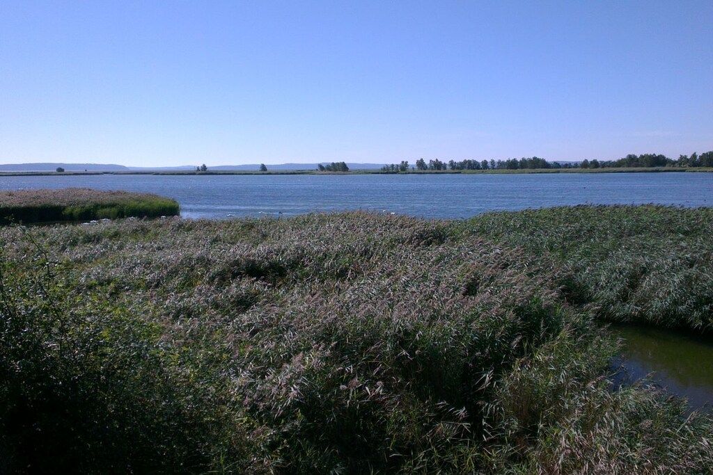 Un paysage naturel comprenant une étendue d’eau, des zones herbeuses et des arbres à l’horizon.