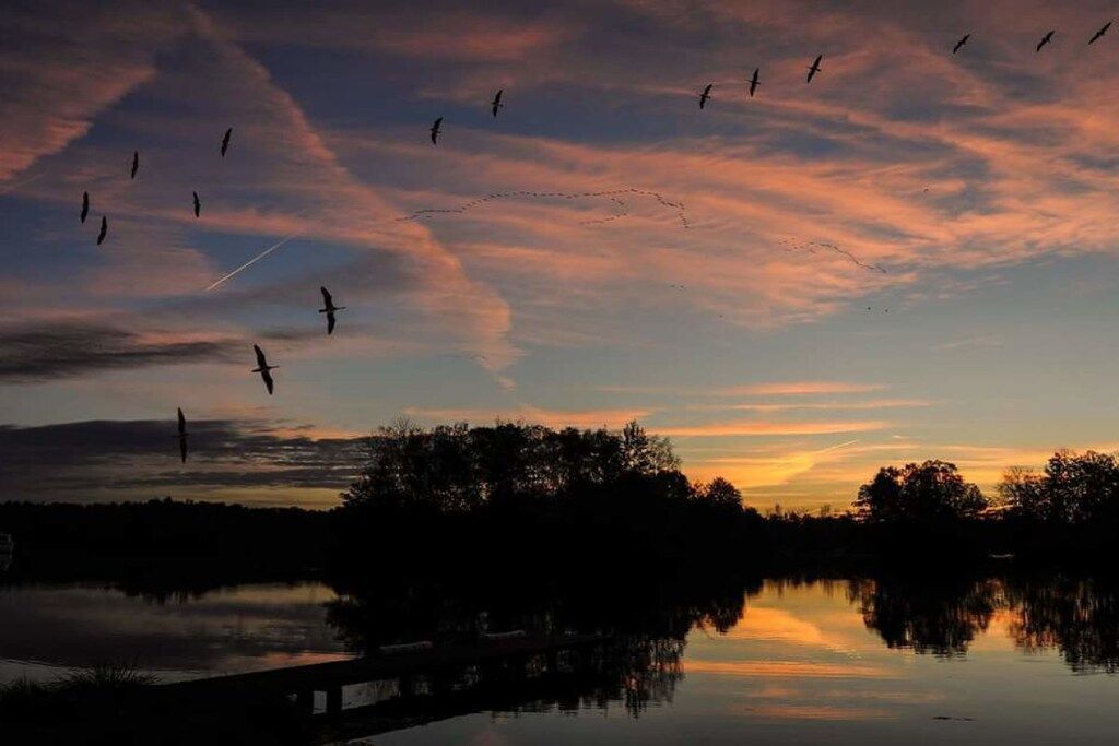 A sunset over a body of water with reflections, a silhouette of trees, and birds flying.