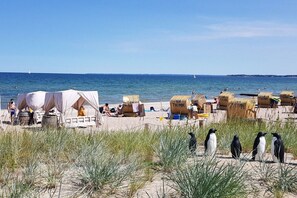 A beach with tents and a penguin enclosure. - Holiday apartment in Lübeck with barbecue (Lübeck)