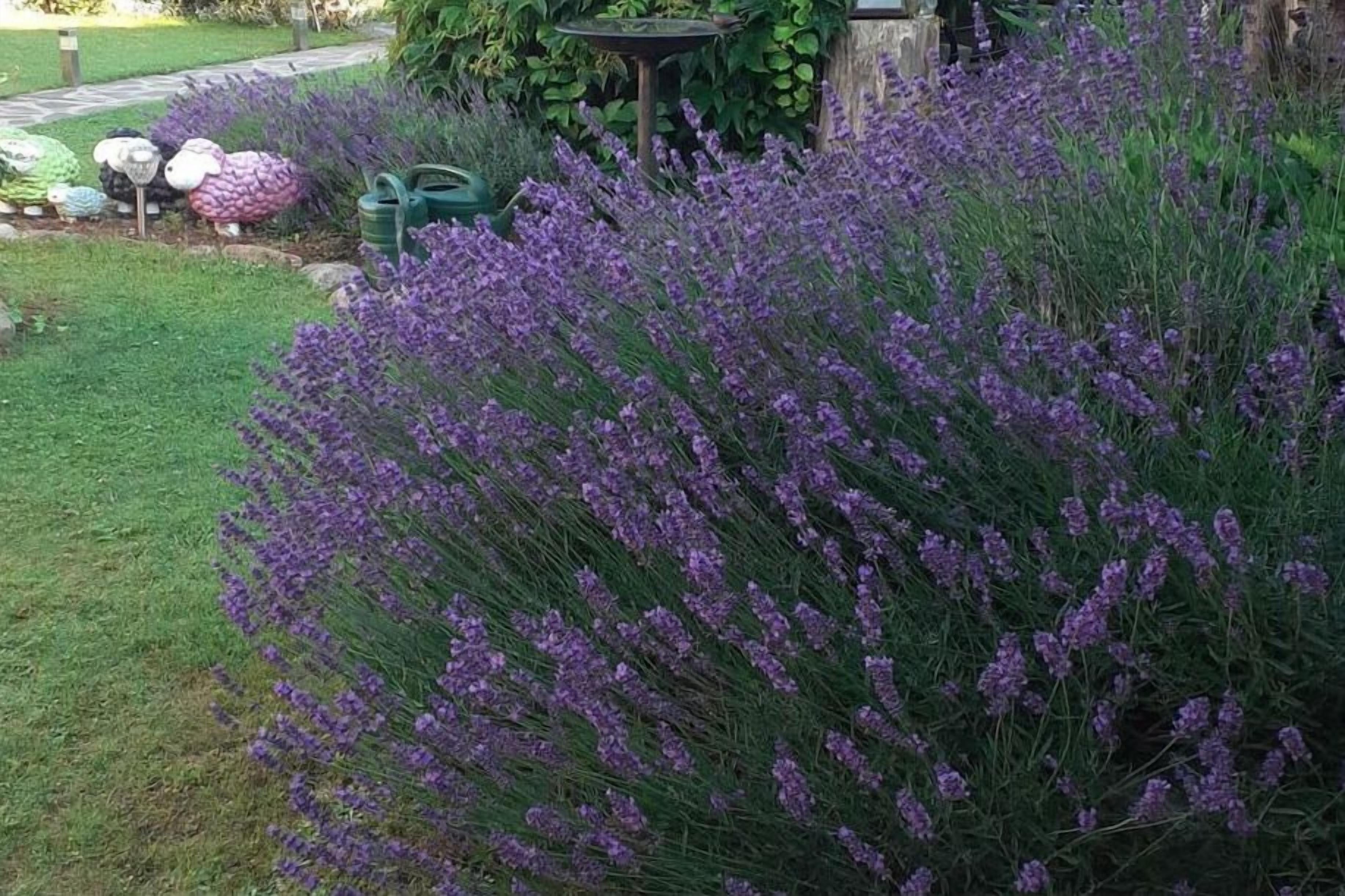 A garden with lavender bushes and decorative sheep sculptures.
