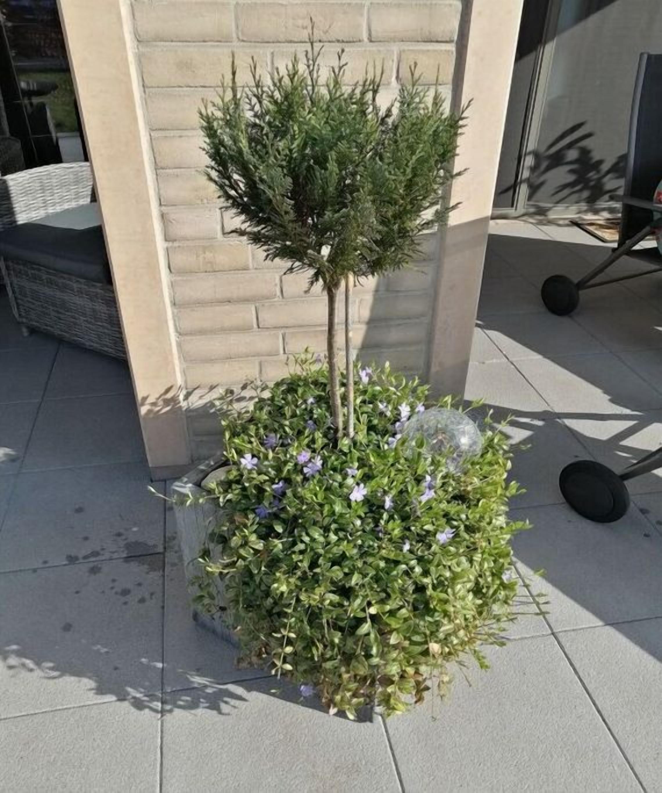A small potted plant with a topiary and purple flowers, placed on a tiled surface near a building.