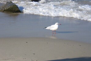 A seagull standing on a sandy beach with waves in the background. - Holiday home with 4 bedrooms (Timmendorfer Strand)