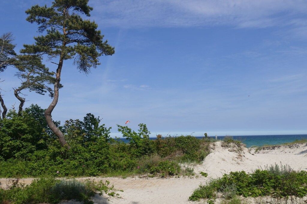 A beach with sand dunes, a pine tree, and the ocean in the background.