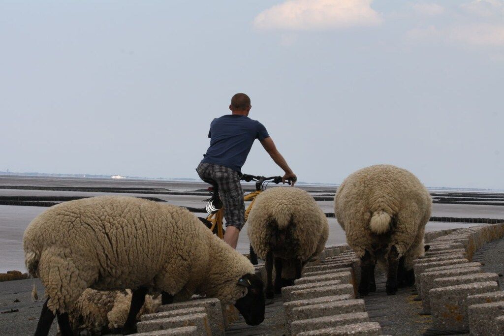 A person riding a bicycle with sheep grazing beside them.