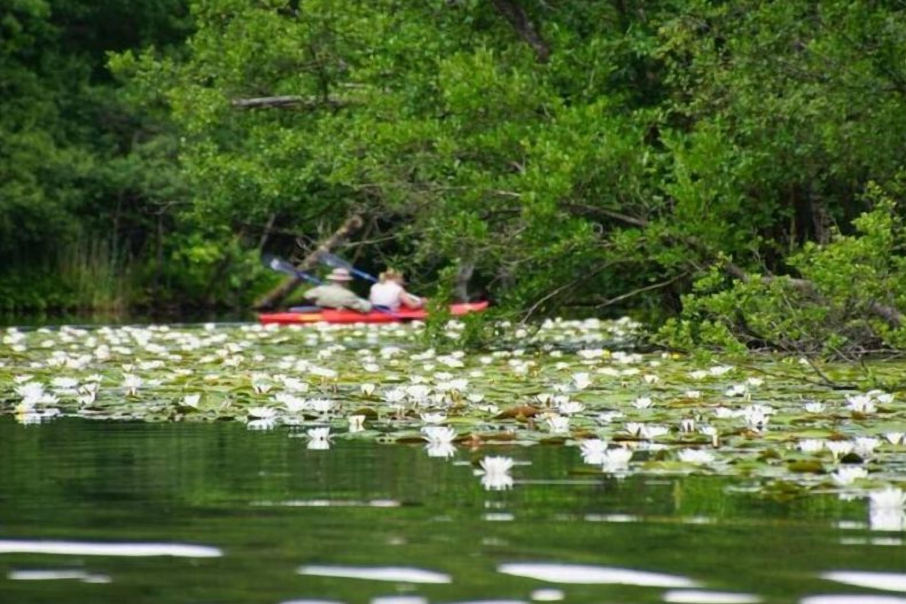 A body of water with lily pads and a red boat with a person in the distance.