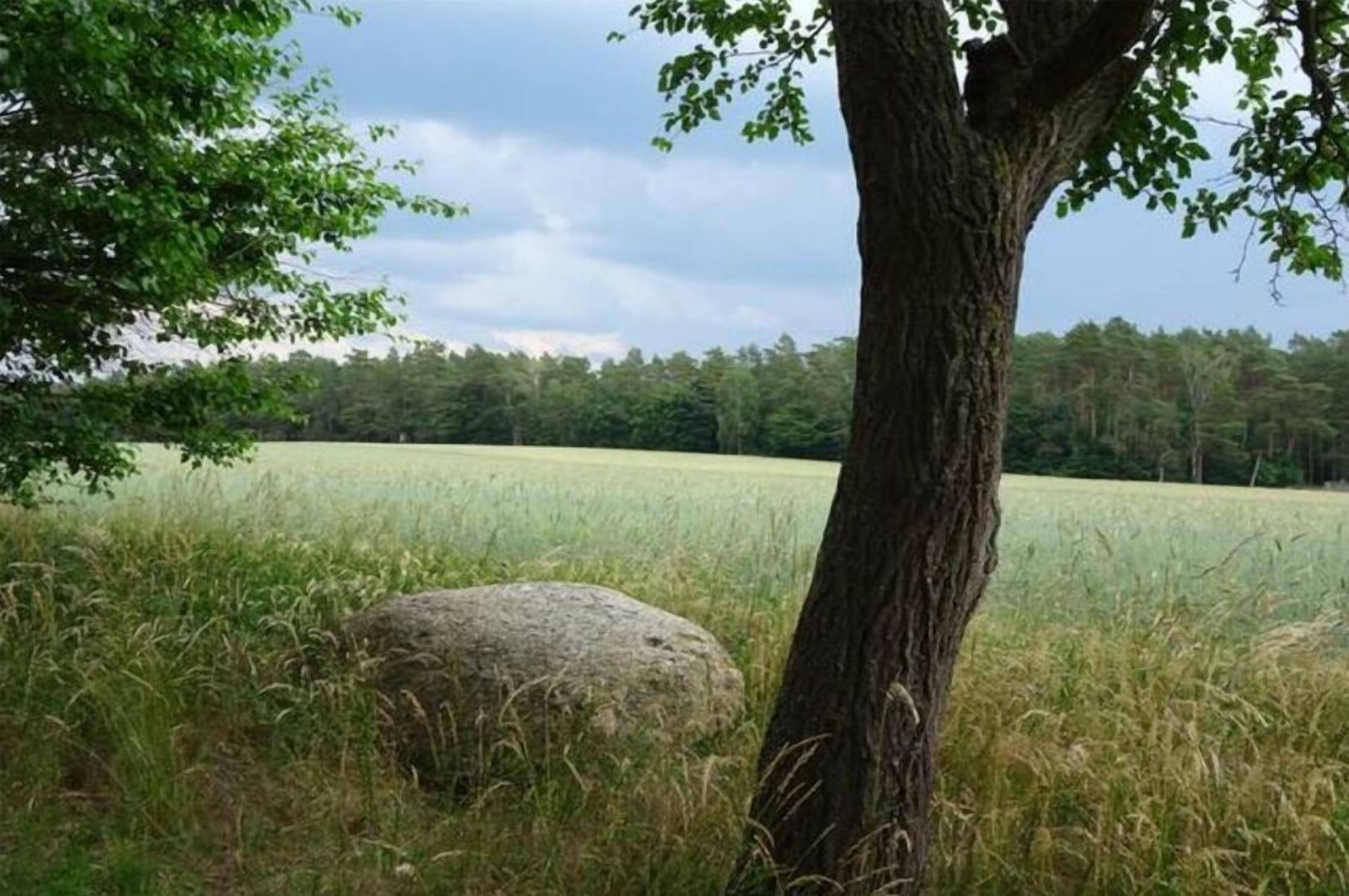 Un paisaje natural con un árbol y una gran roca en un campo cubierto de hierba.