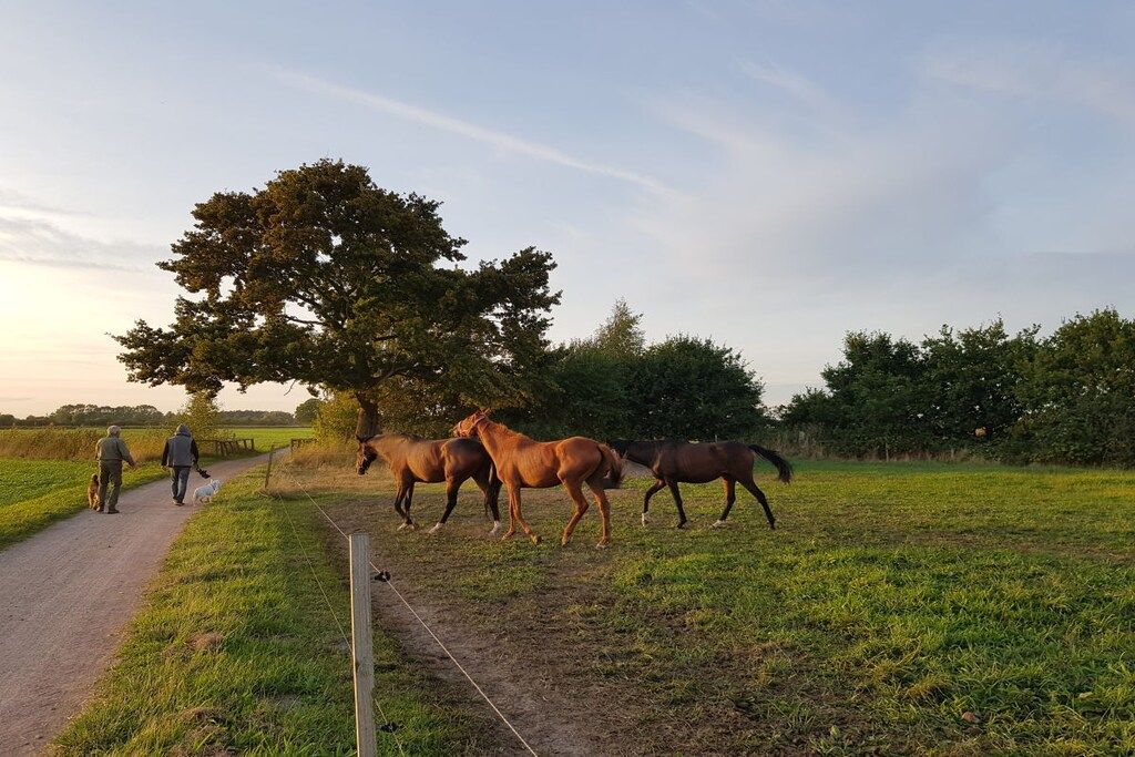 Un sendero rural con un grupo de caballos y dos personas caminando a su lado.