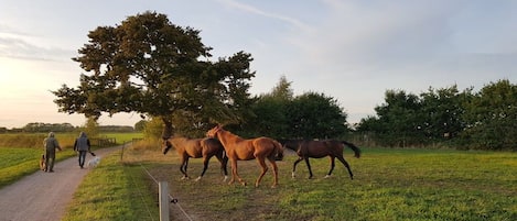 A rural path with a group of horses and two people walking alongside.