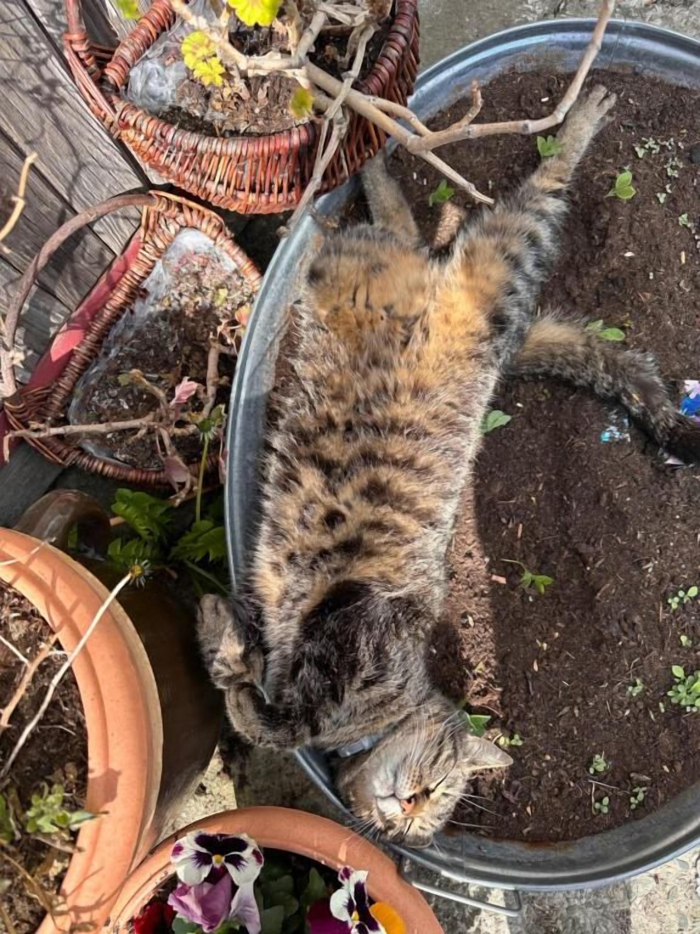 Un gato descansando sobre una planta en maceta.
