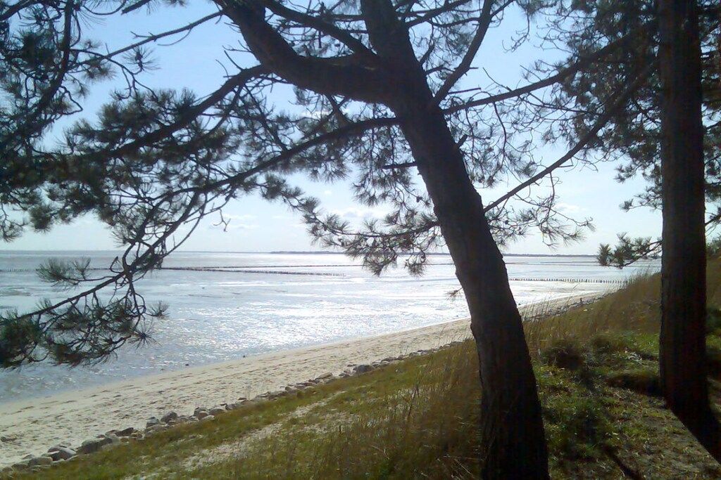 A beach with trees in the foreground and a clear view of the water.