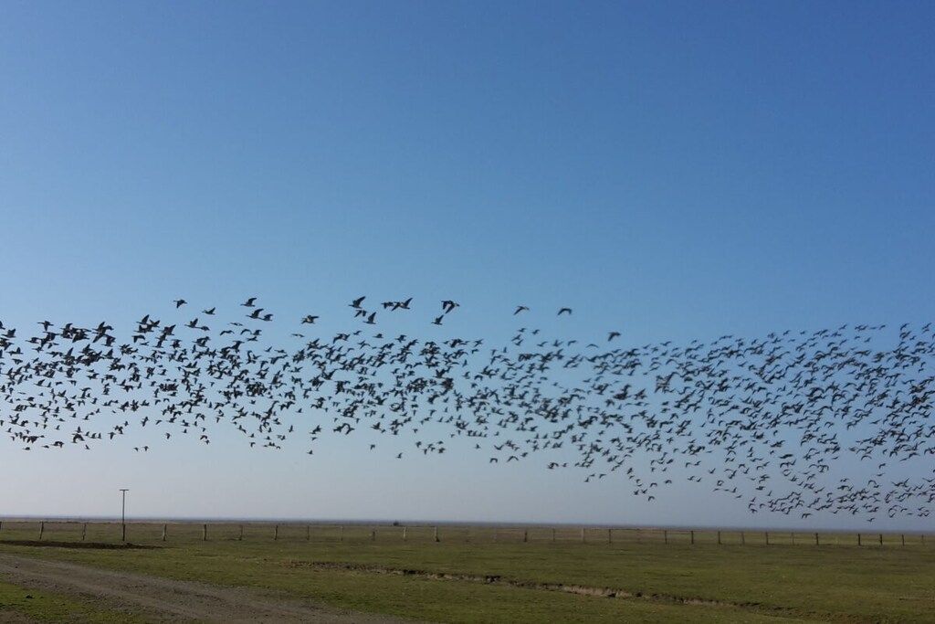 منوع