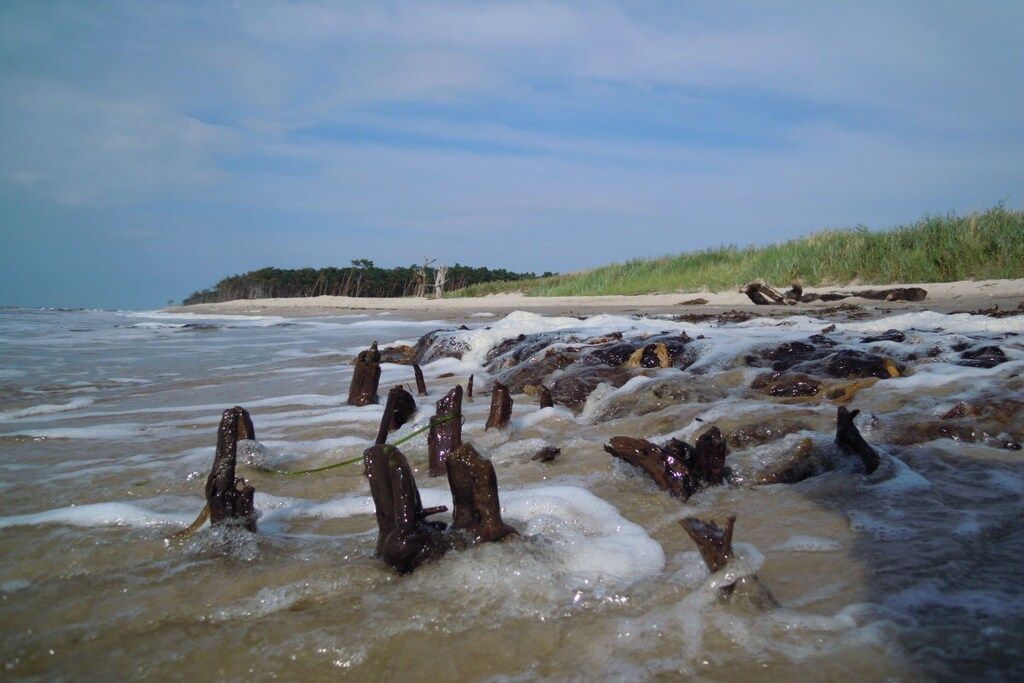 Une plage avec des vagues et du bois flotté.