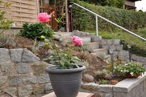 Eine Rosenpflanze im Topf auf einer grauen Steinstufe.