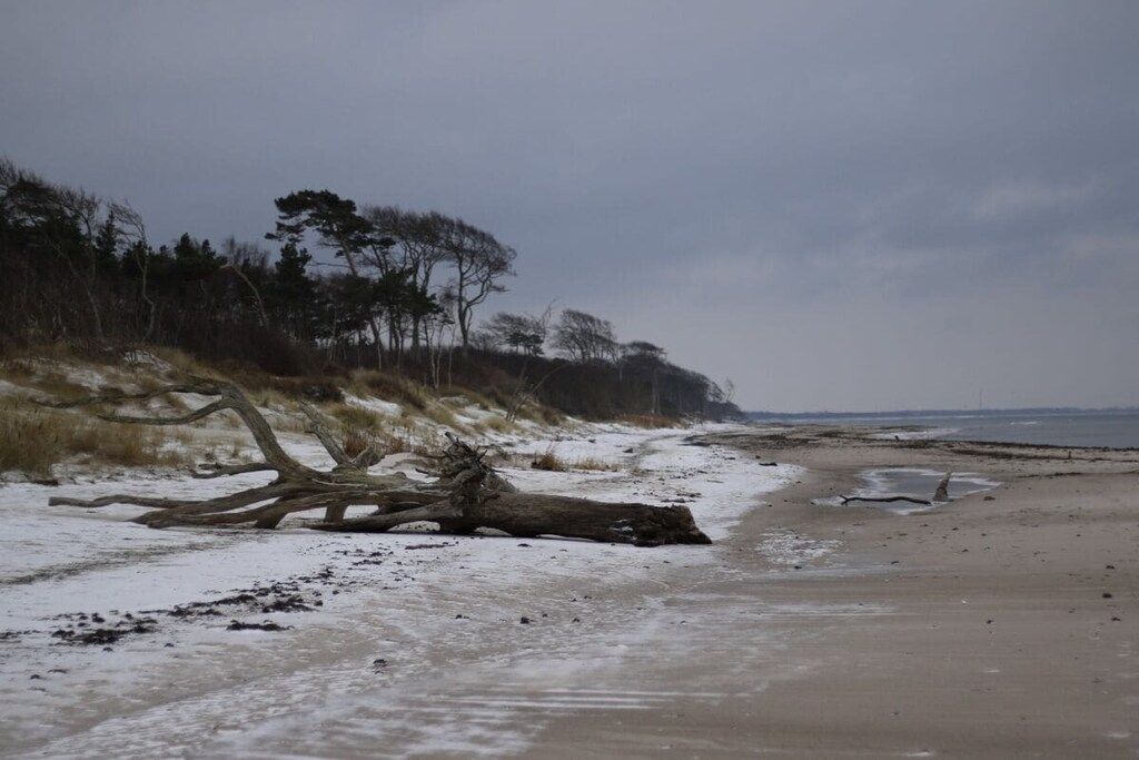 Une plage avec un arbre tombé, un rivage sablonneux et une végétation clairsemée.