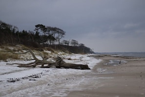 A beach with a fallen tree, sandy shore, and sparse vegetation. - Holiday apartment with 2 bedrooms (Prerow)