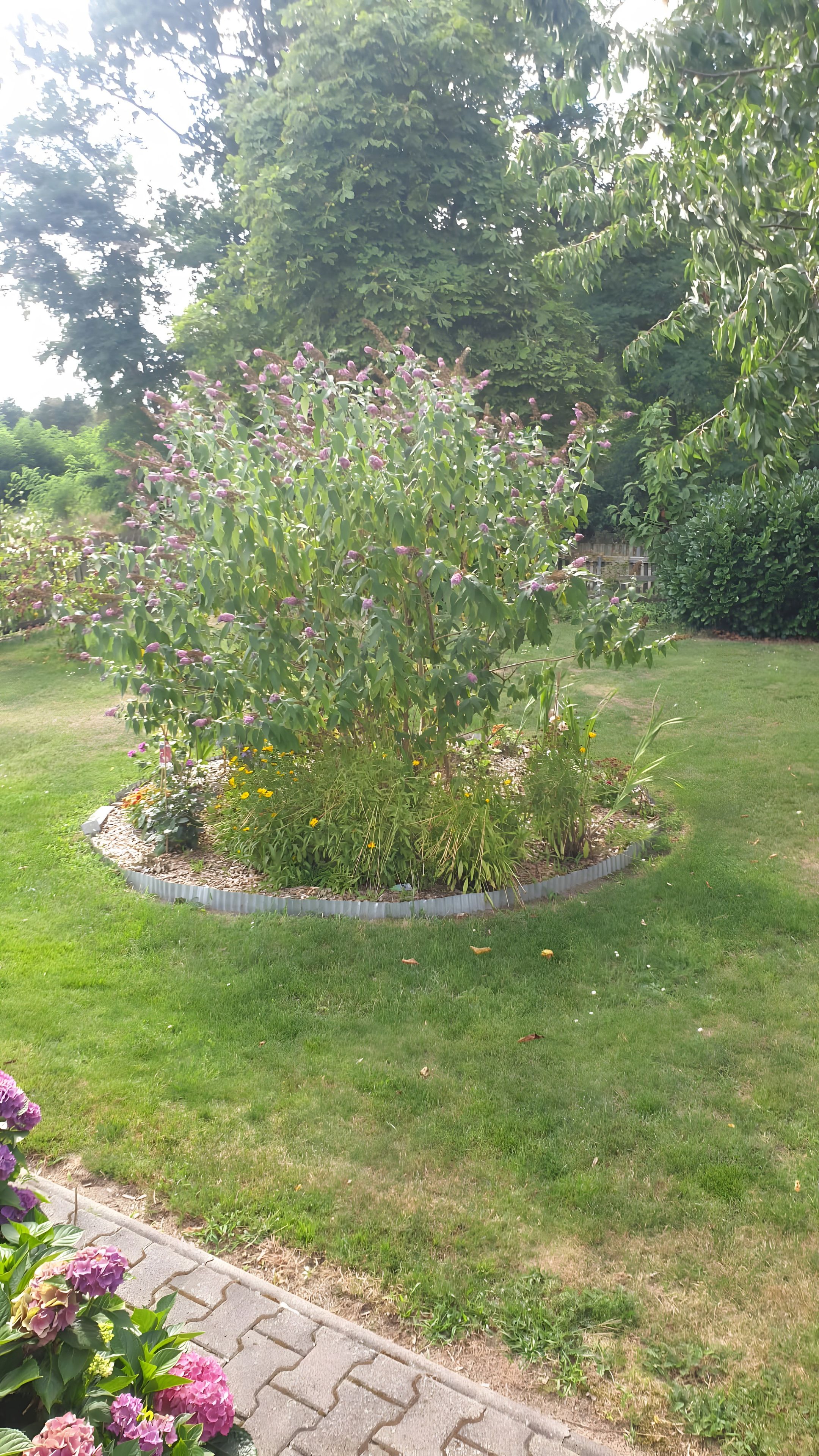 Een tuin met verschillende planten en bloemen, een geplaveid pad en een gazon.