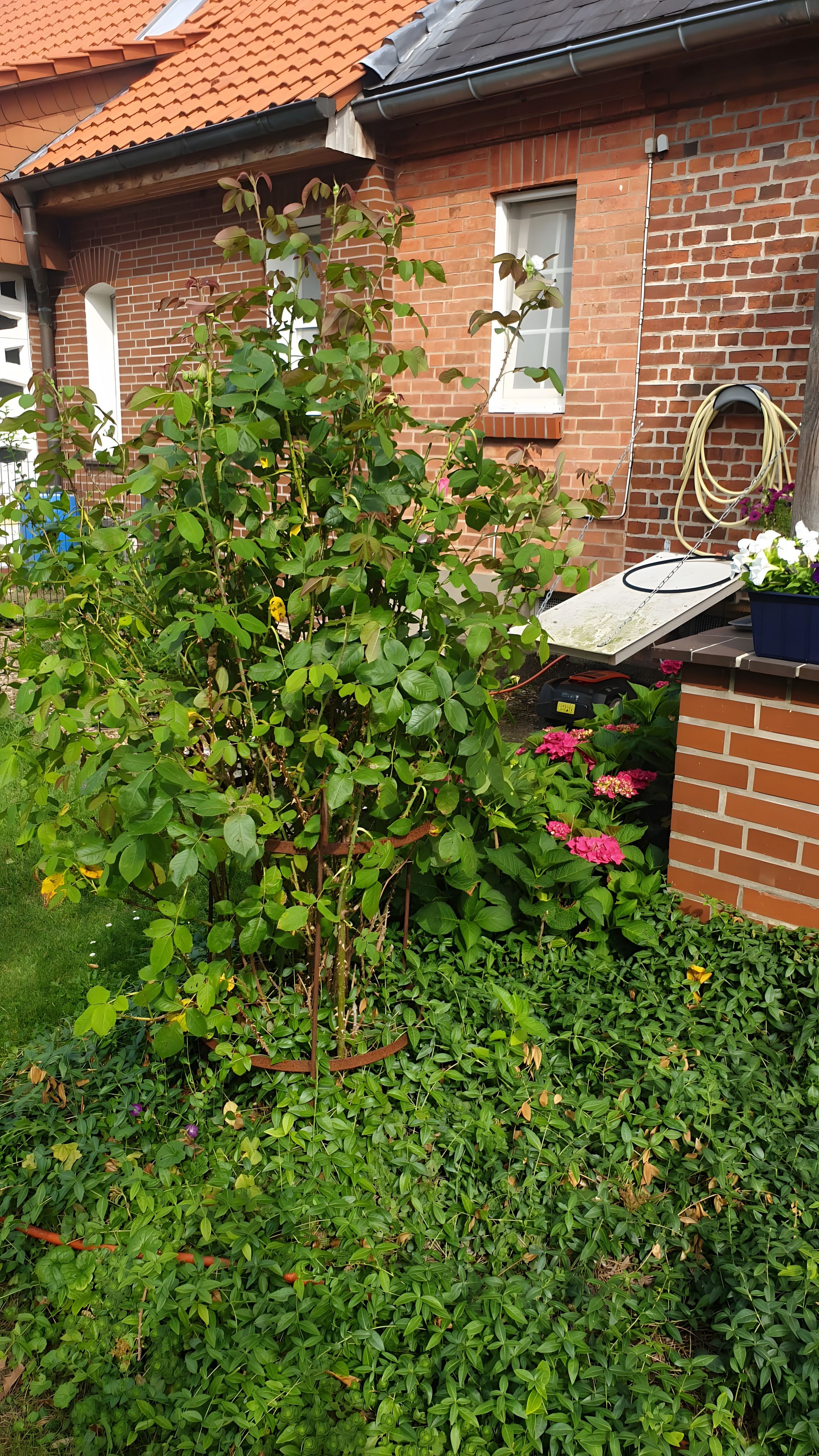 Une maison en briques avec un jardin, un tuyau d’arrosage et un petit abri de jardin.