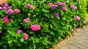 Una cama de jardín con flores rosas vibrantes, un muro de ladrillo y una valla de madera.