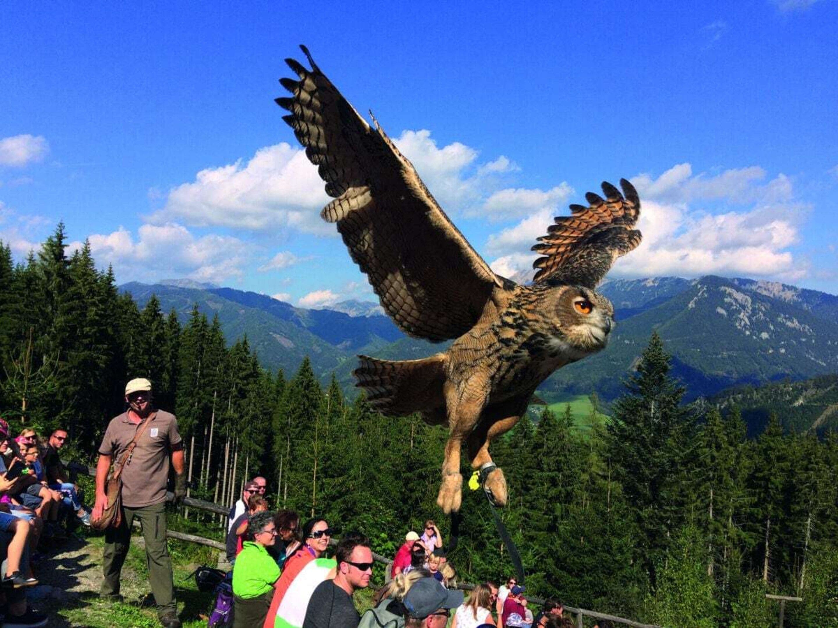 An eagle in flight with a crowd of people watching.