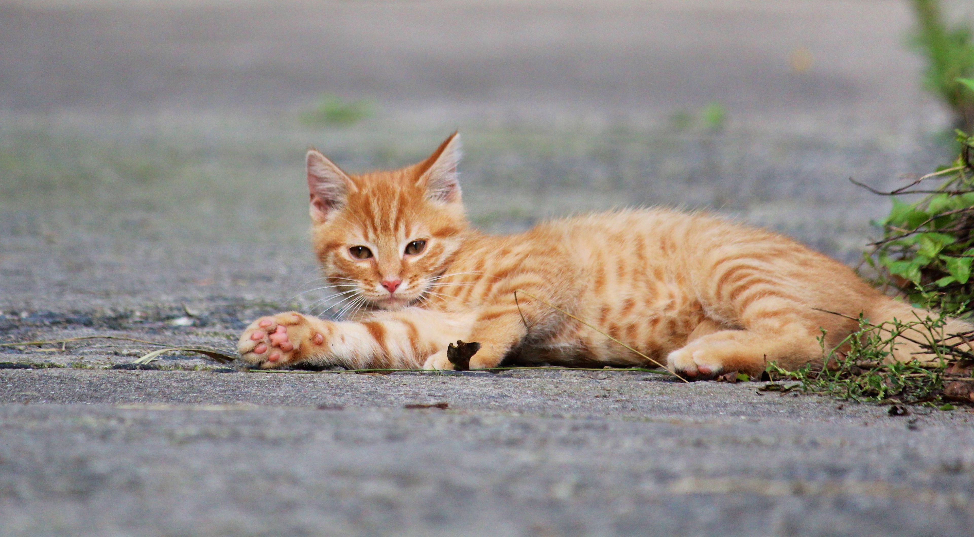 A kitten lying on a paved surface.