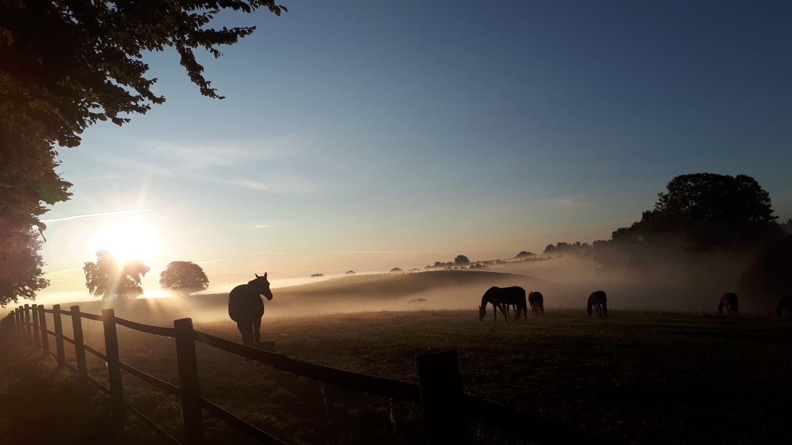 Ein nebliger Sonnenaufgang über einem Feld, auf dem Pferde weiden, begrenzt durch einen Holenzaun.
