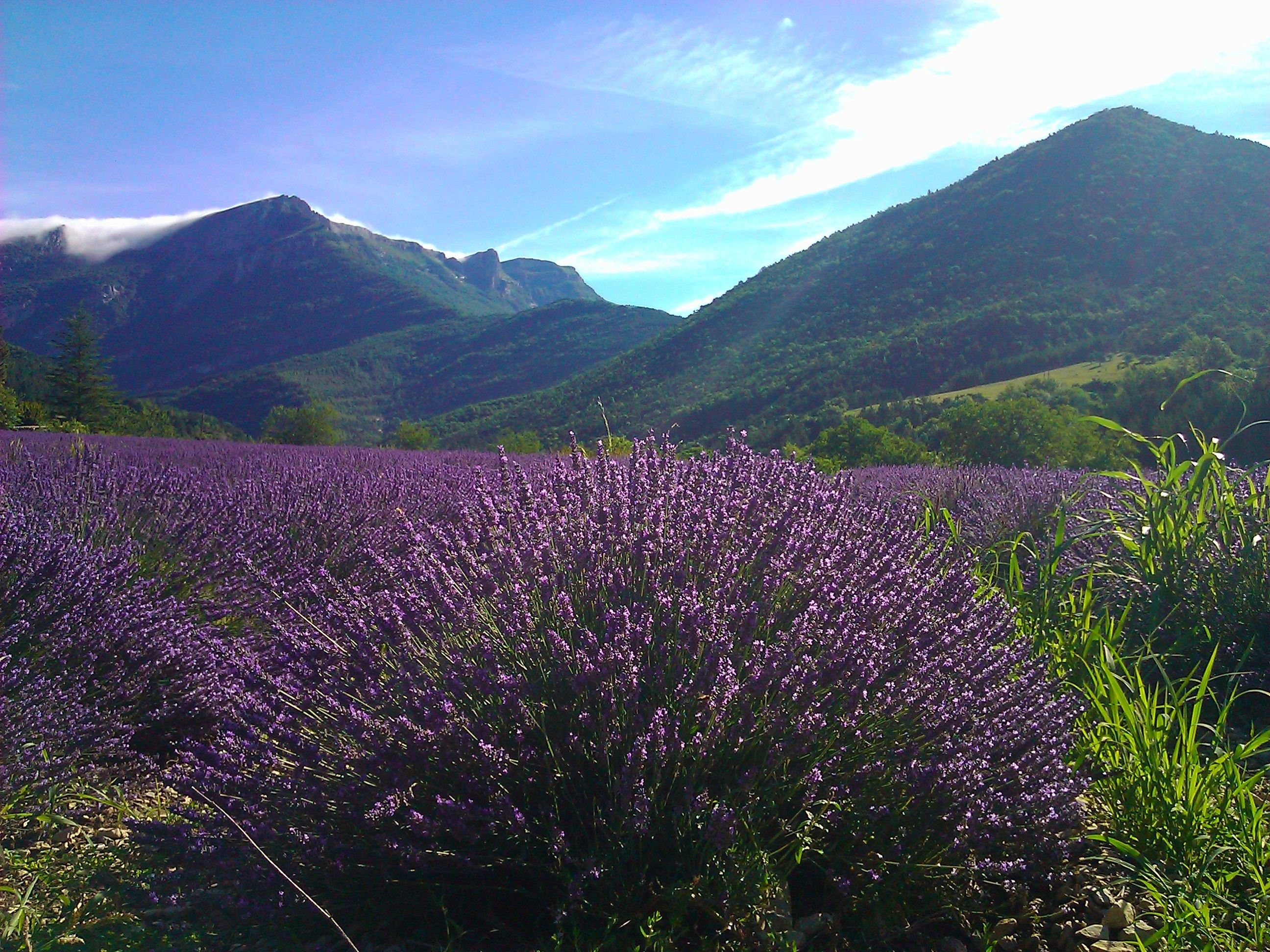 A lavender field with mountains in the background.
